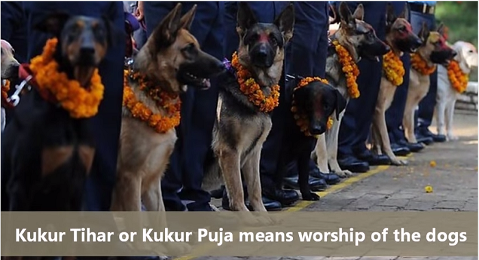 Yearly Nepal Festival Honors Dogs As Friends And Gives Them A Day To ...