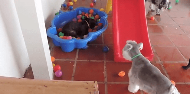 Dog Sees Ball Pit For The First Time Ever And Completely Loses It