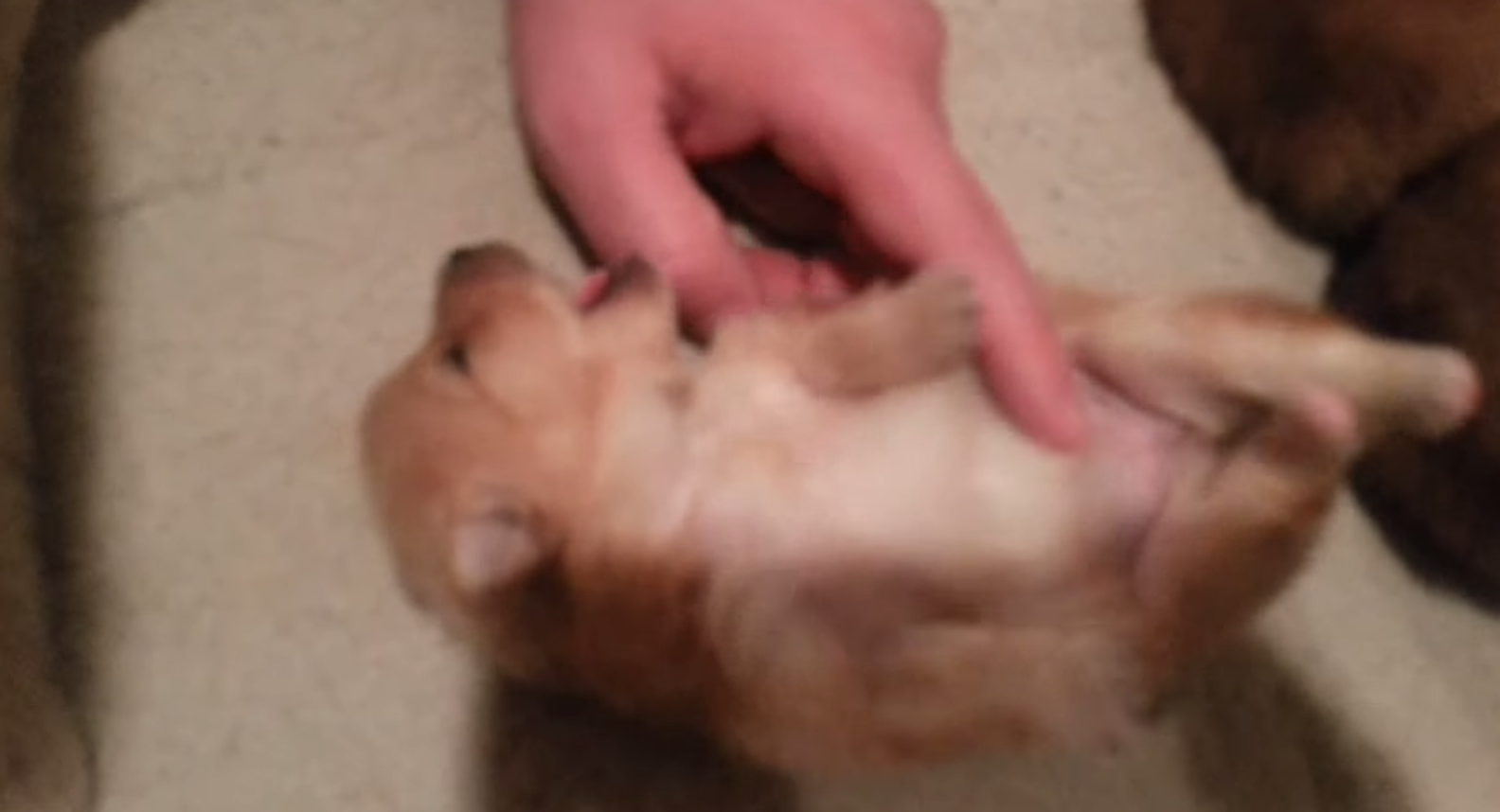 GOING VIRAL: Seventeen Day-Old Puppy Begs for Belly Tickles, Entire World Melts!