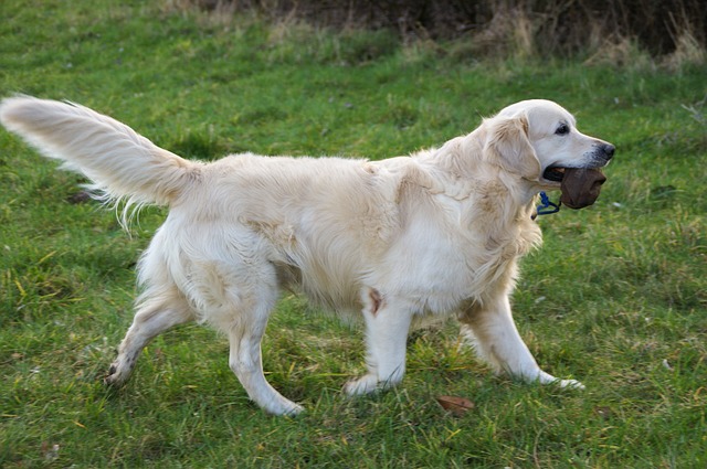 Image result for large dog breeds