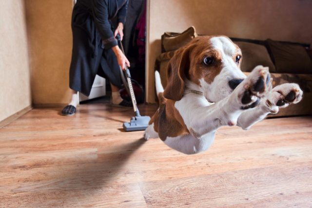 best vacuums for dog owners
