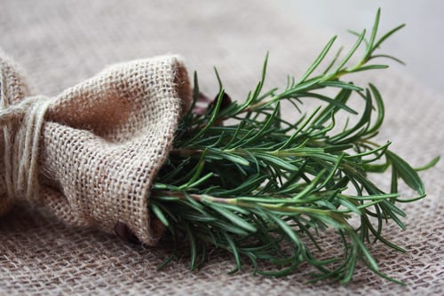 rosemary for dogs