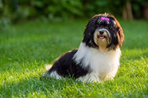 Havanese with bow in hair