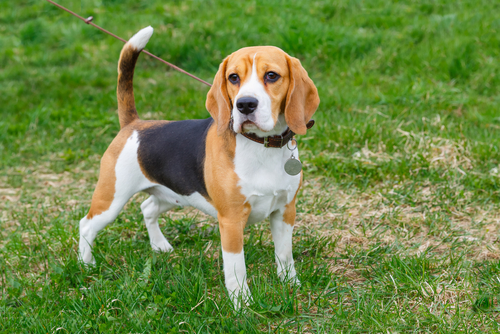 Beagle on leash