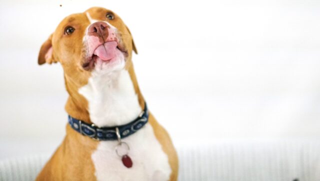 An American Staffordshire Terrier sticks out her tongue and shows her softer side.