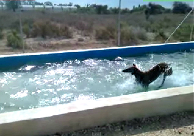 This Greyhound Loves Summer More Than Anyone Else Ever. Just Watch This!