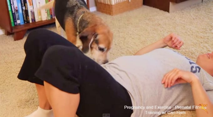 Beagle Tells Mom She Is Pregnant Before The Doctors Even Knew