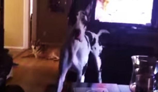 Great Dane Doesn’t Know What To Think When He Hears This Sound Coming From An iPad…