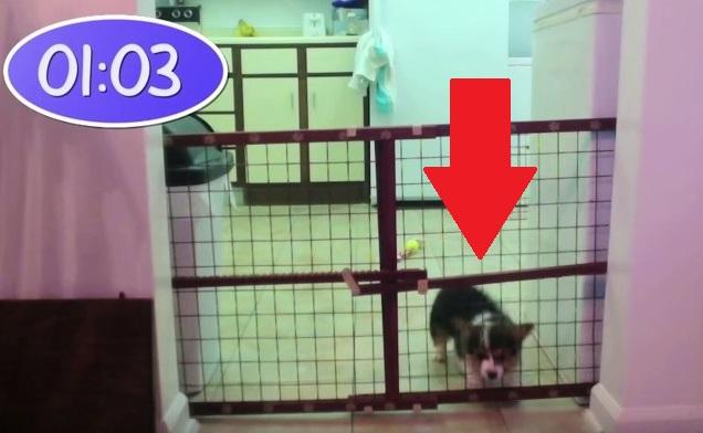 They Could Not Figure Out How This Puppy Kept Getting Into The Kitchen Until This… WOW