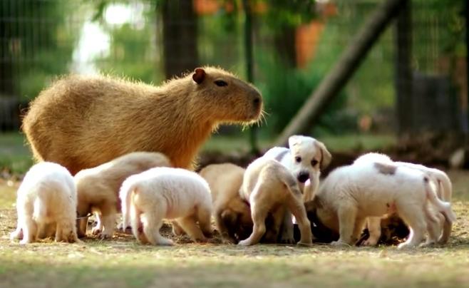 Abandoned Puppies Gets Fostered By A Capybara