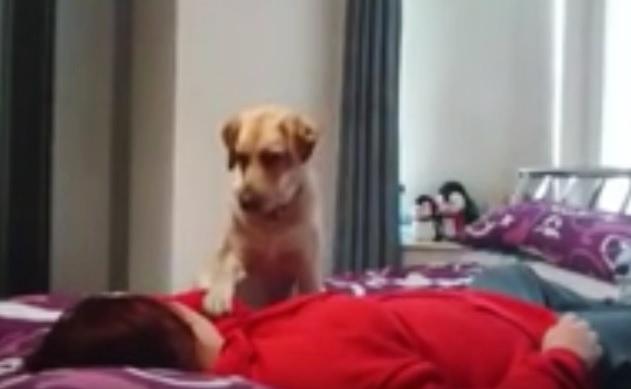 Seizure Alert Dog Gives Owner Warning 15 Minutes Before Seizure