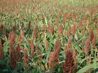 Sorghum – Should It Be In Your Dog’s Food?