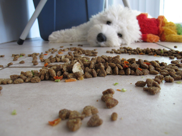 10 Signs You're Feeding Your Dog The Wrong Food