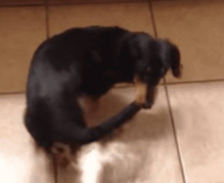 Silly Dog Decides He’s Going To Carry His Own Tail Around The House