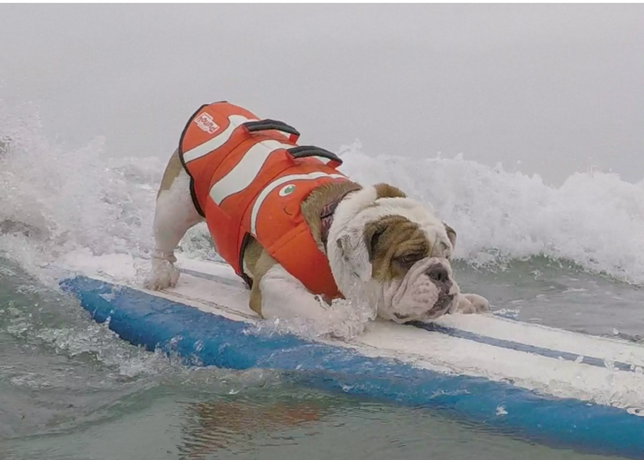 The 2015 Surf Dog Competition Gives Us Another Great Reason To Hit The