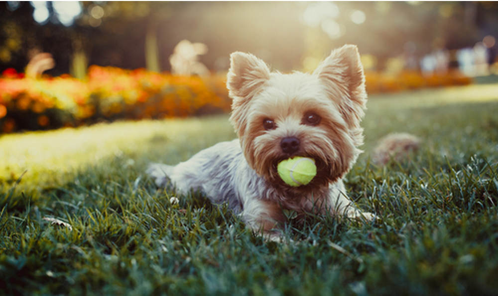 The 15 Dog Breeds With The Longest Lifespans