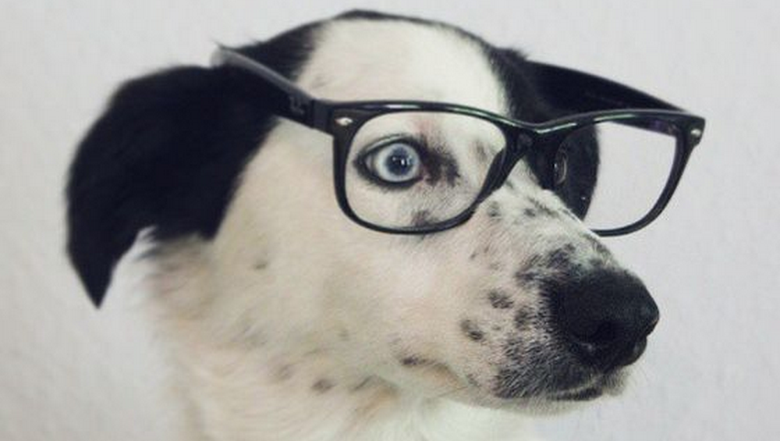 QUIZ: How Smart Is Your Dog?