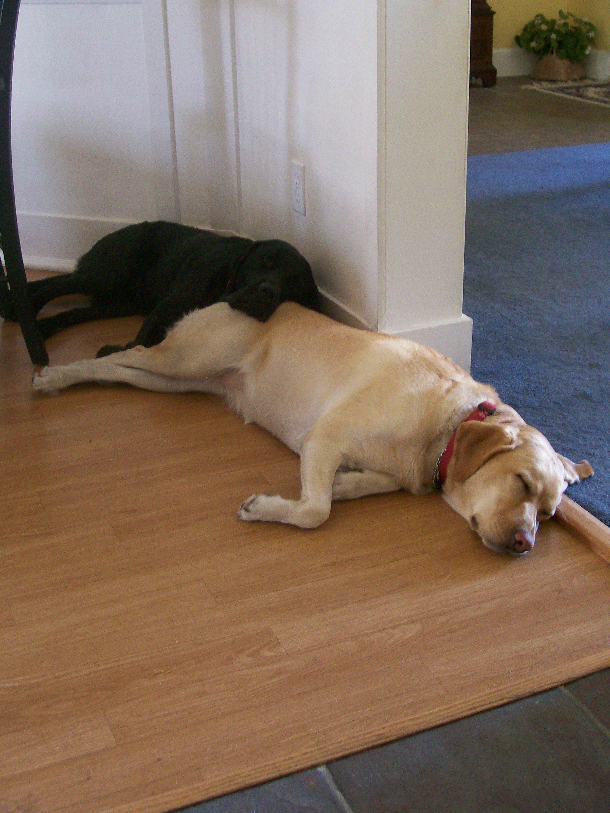 Устала как собака. Усталая собака. Уставший пес. Уставшая собака. Собака устала фото.