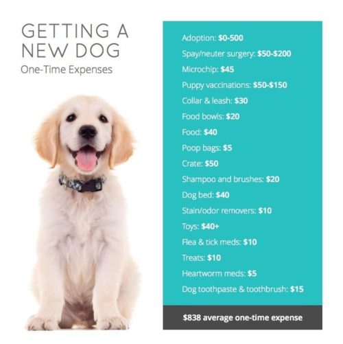 What’s The TRUE Cost Of Owning a Dog? (And How To Cut Costs Without ...