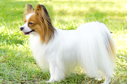 best trained dog breeds