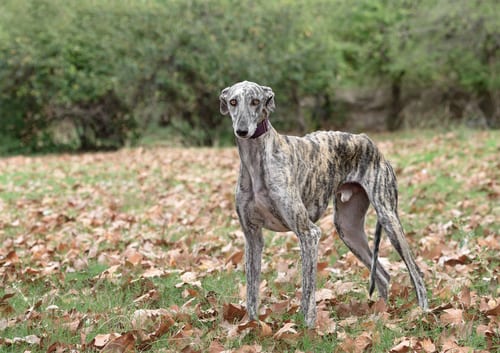 Greyhound outside with fallen leaves