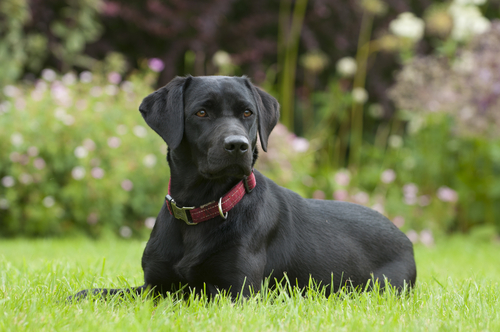 12 Of The Easiest Dog Breeds To Train