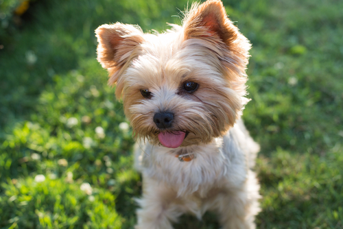 10 Best Companion Dog Breeds