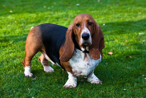 basset hound best companion dogs