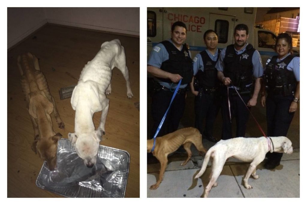 Day of Rescue, July 6. Image source: Trio Animal Foundation / Facebook