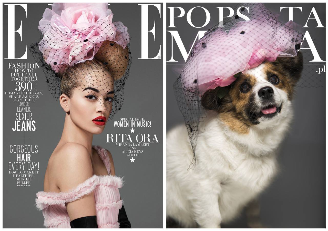 Non-Profit Poses Dogs As Fashion Models To Promote Adoption ...