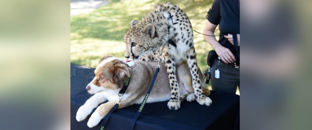 Photo Source: ABC News