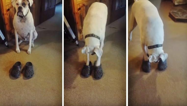 This Boxer Can Walk In Crocs Better Than His Human