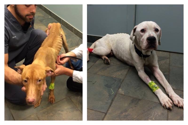 Two Days After Rescue, July 8. Image source: Trio Animal Foundation / Facebook