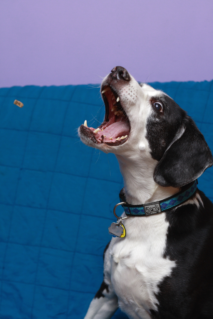 8 Creative Ideas For Getting Your Dog To Take Their Medicine