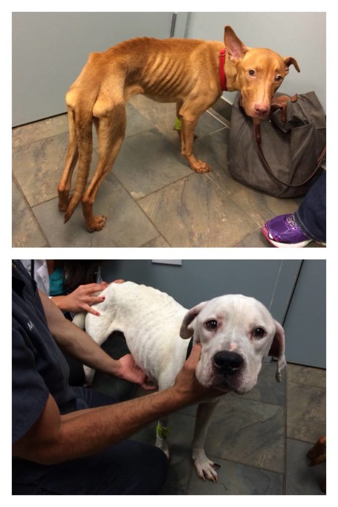 July 13. Image source: Trio Animal Foundation / Facebook