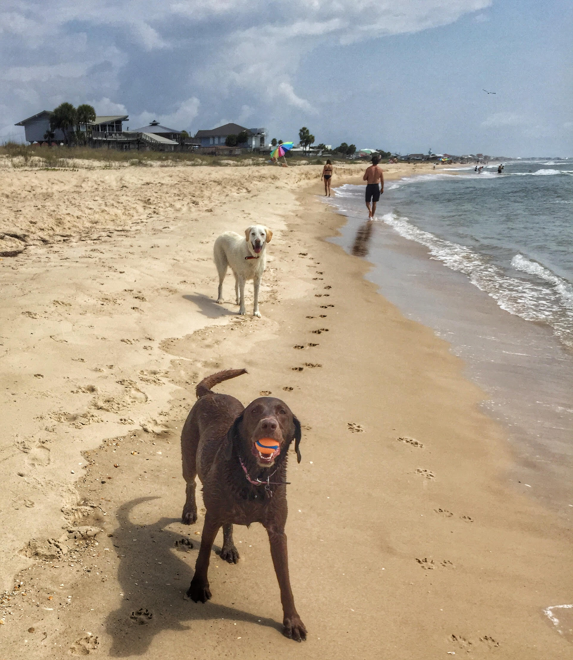 Top 12 Beaches For Dogs