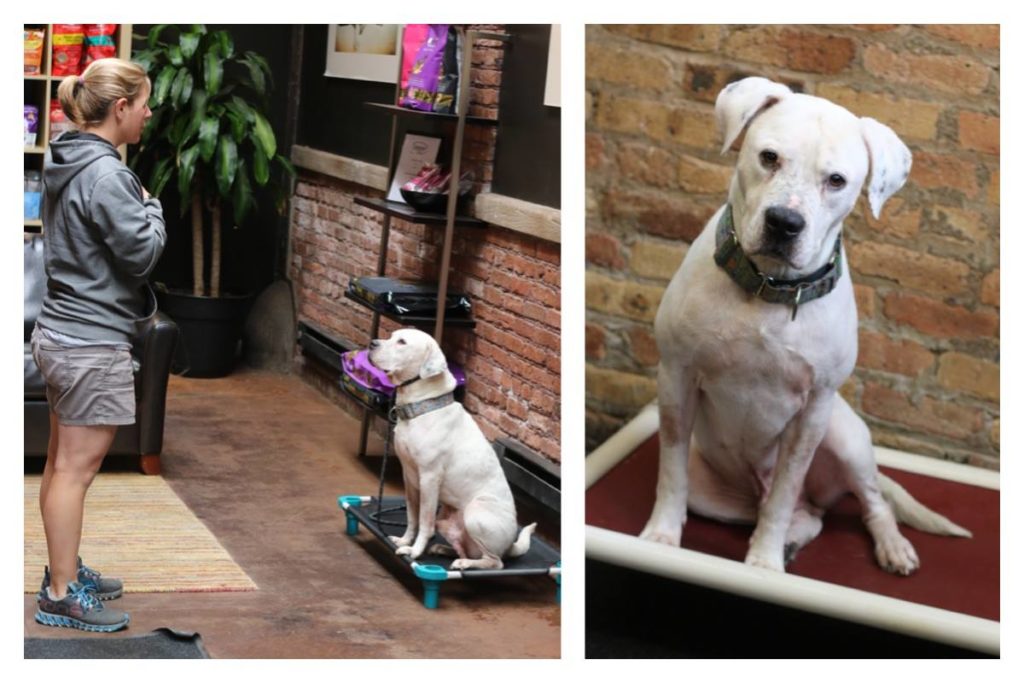 Oscar being trained. Sept 4. Image source: Trio Animal Foundation / Facebook