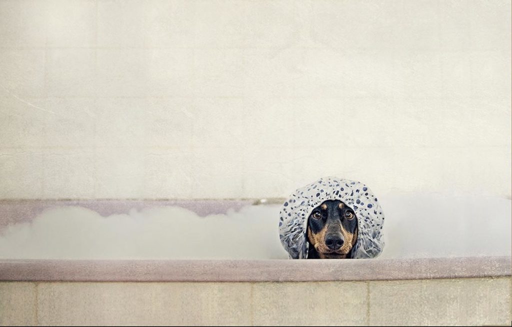 Image source: Serena Hodson