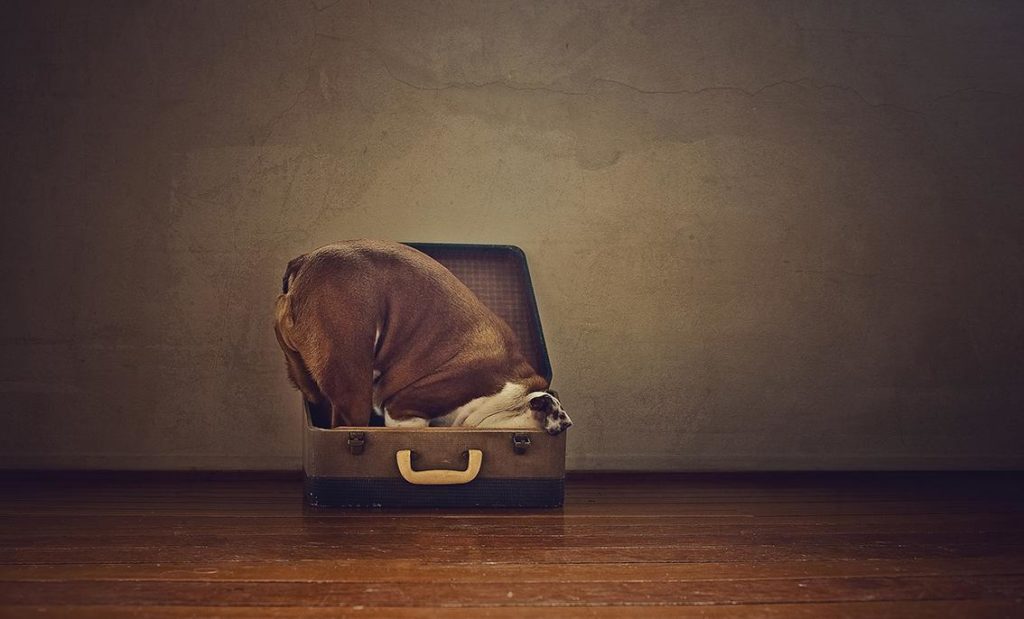 Image source: Serena Hodson