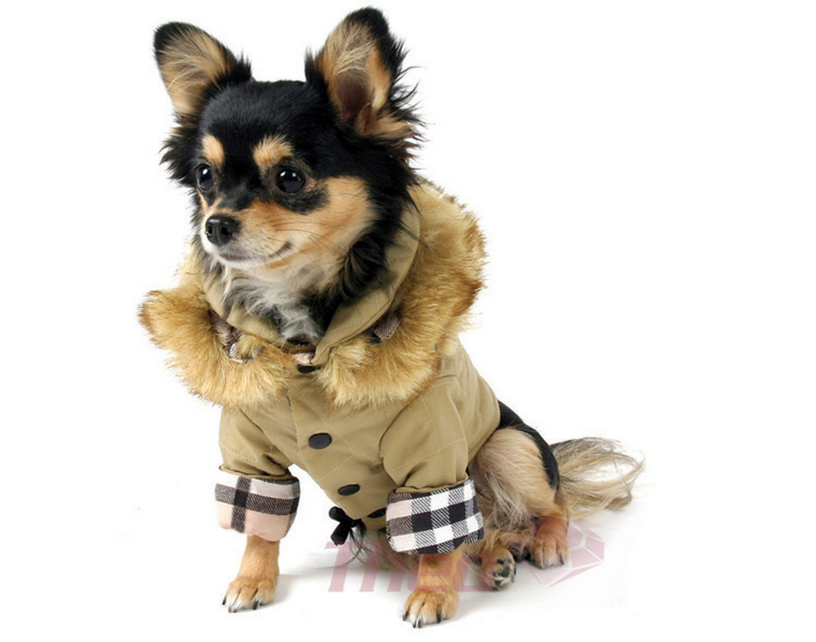 15 Stylish Dog Jackets Your Pup Can 