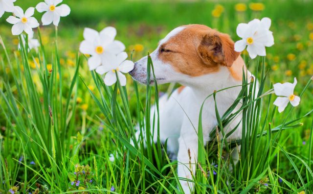 signs your dog has allergies