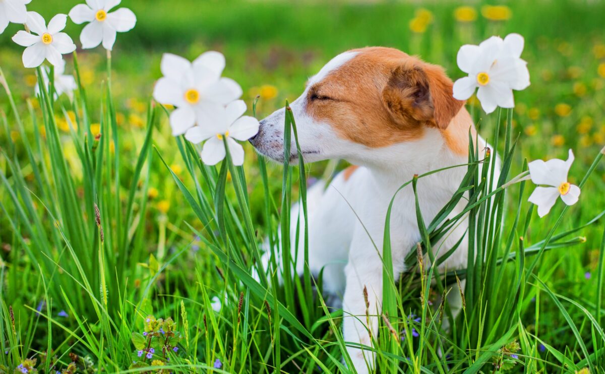 Jack Russell Terrier
