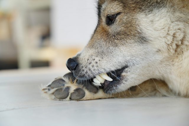dog keeps chewing paws