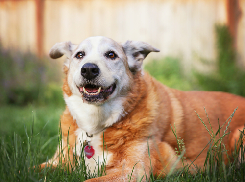 12 Signs Of Aging Every Dog Owner Should Know