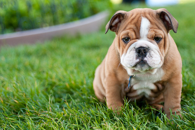 15 Dog Breeds That Are Absolutely Irresistible As Puppies