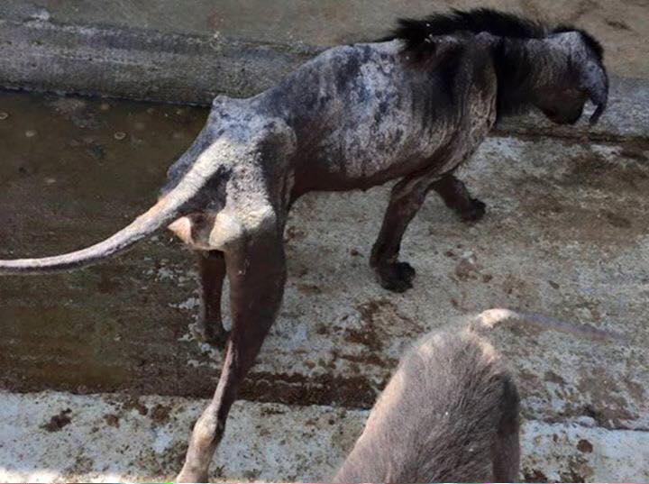 Image source: K-9 Angels / Facebook