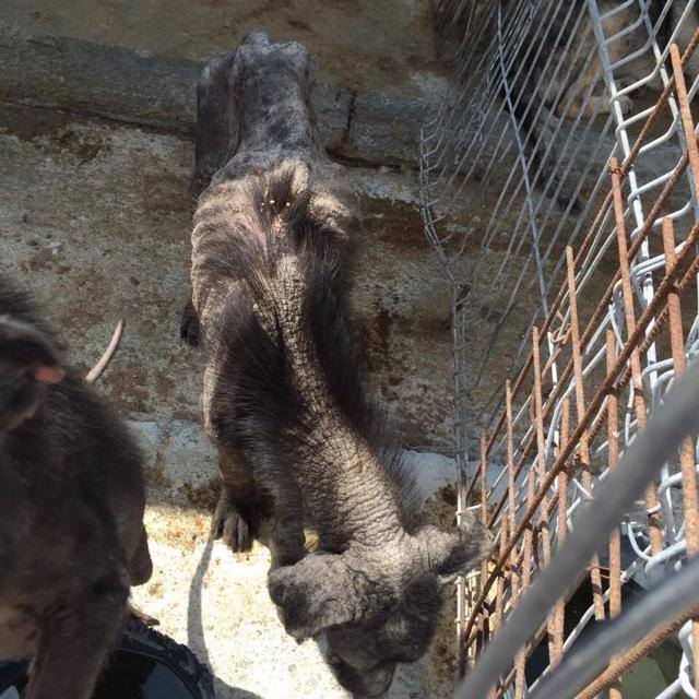 Image source: K-9 Angels / Facebook