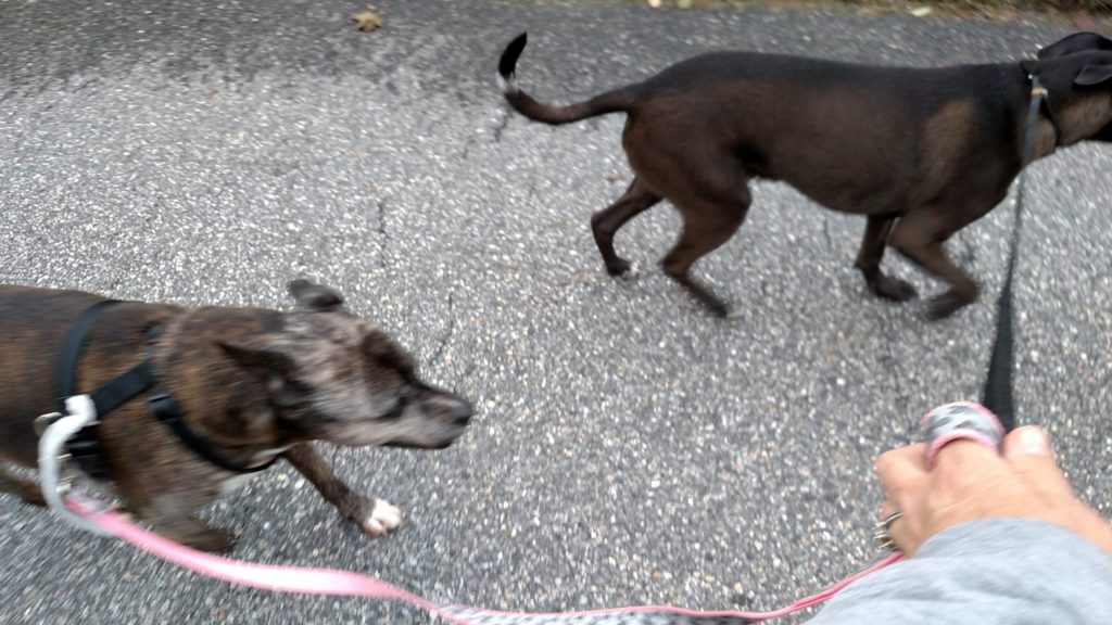 Image source: Olive Yonkers