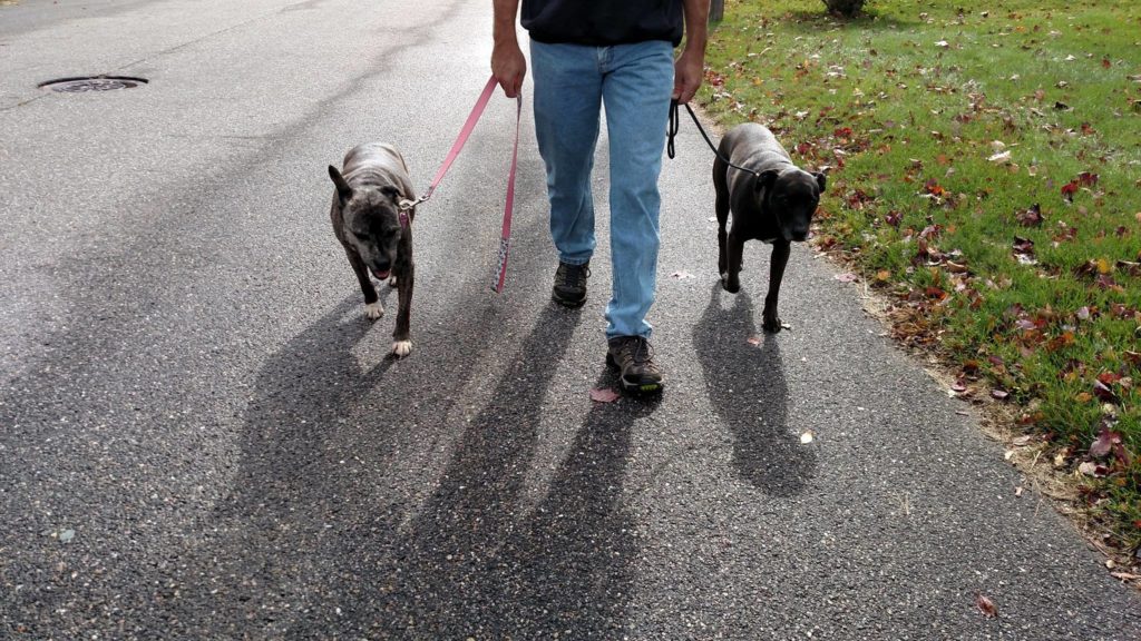 Image source: Olive Yonkers