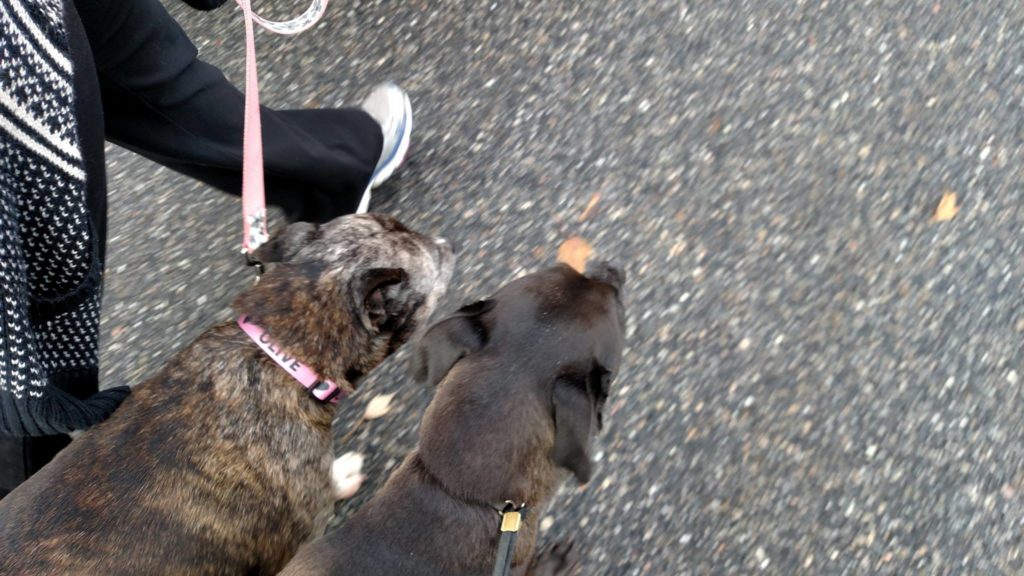 Image source: Olive Yonkers